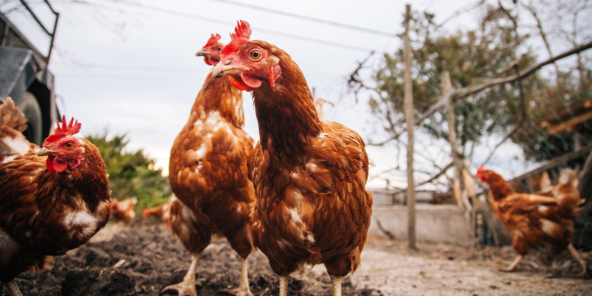 UK egg shortage who's rationing packs, egg safety warning and what the