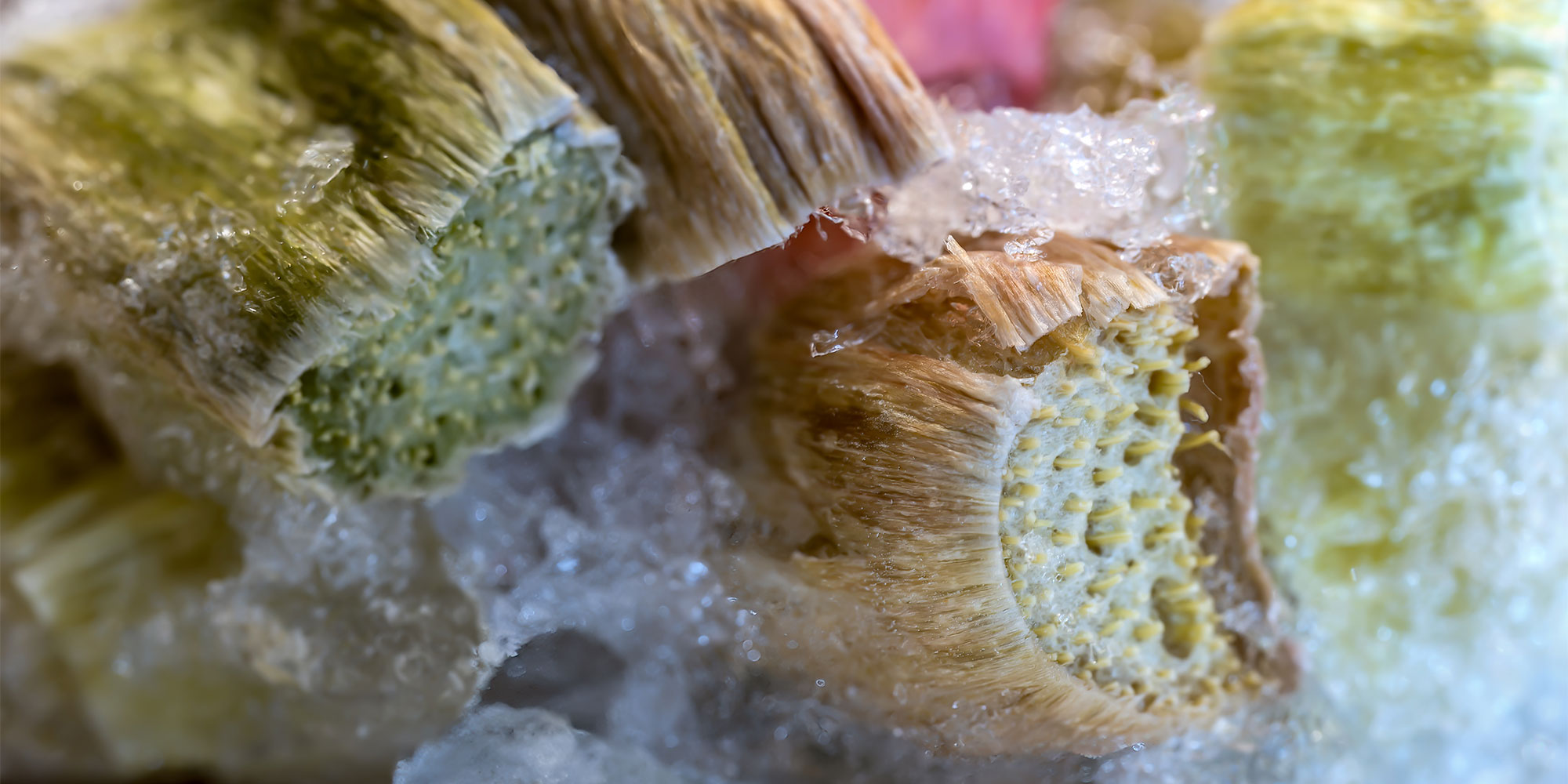 Cut rhubarb stalks in the freezer
