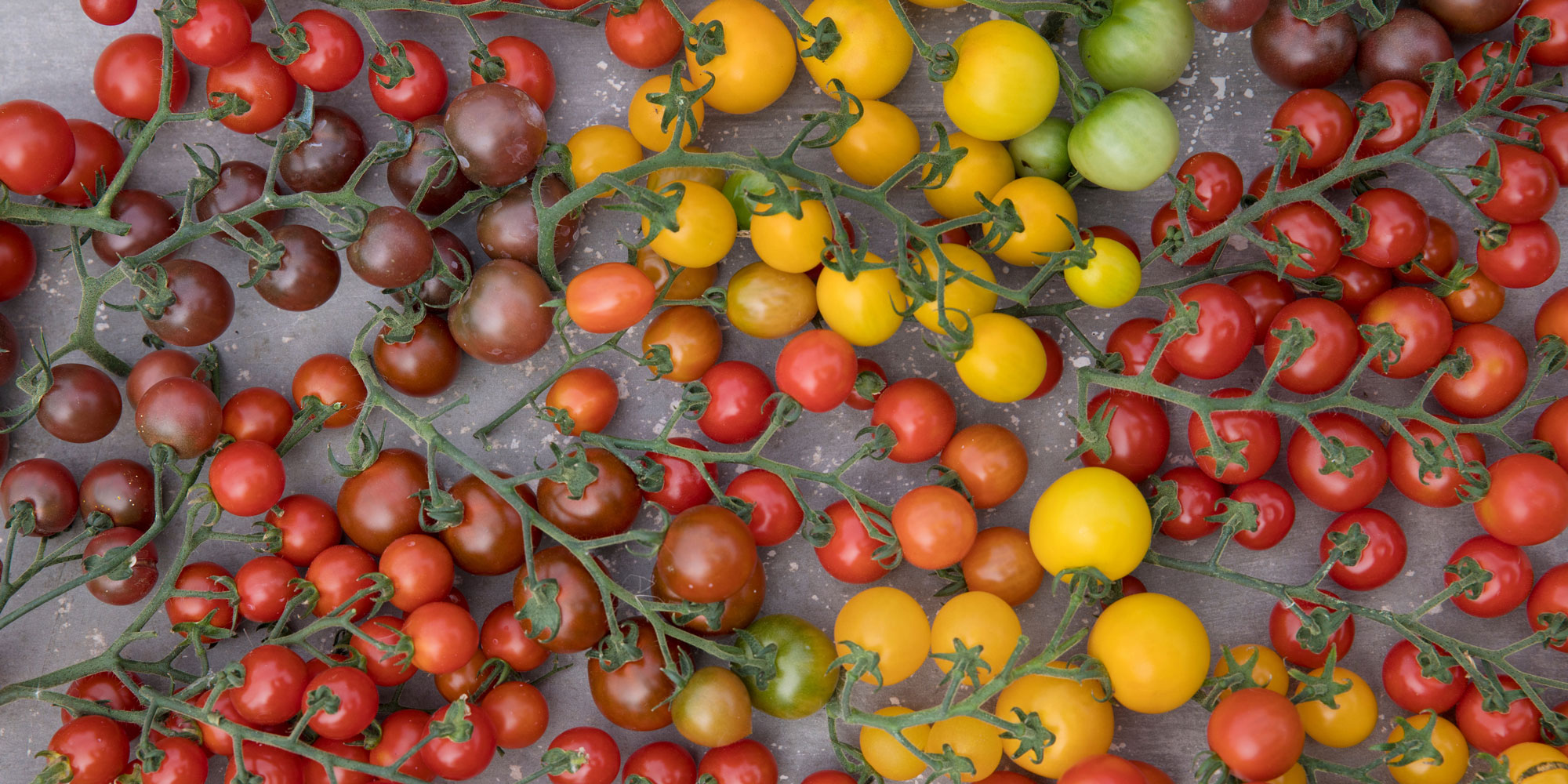 Mixture of different colour cherry tomatoes