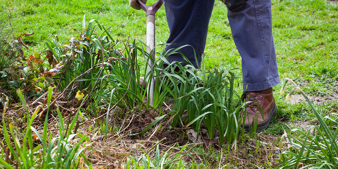 Digging up daffodils