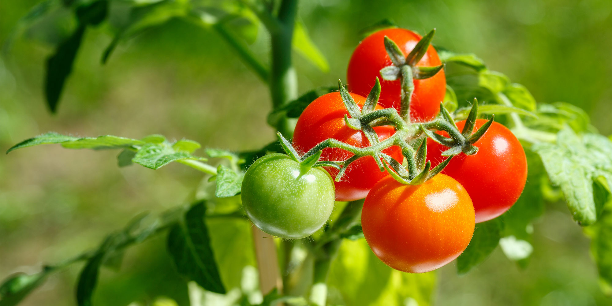 Vine tomatoes