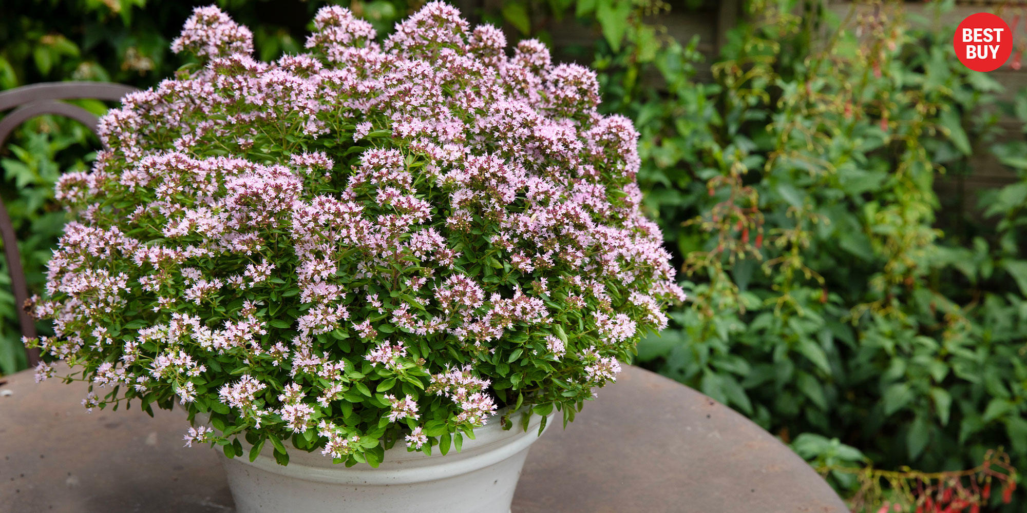 Origanum vulgare 'Compactum'