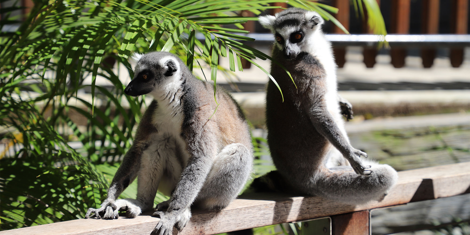 Currumbin Wildlife Sanctuary, Australia