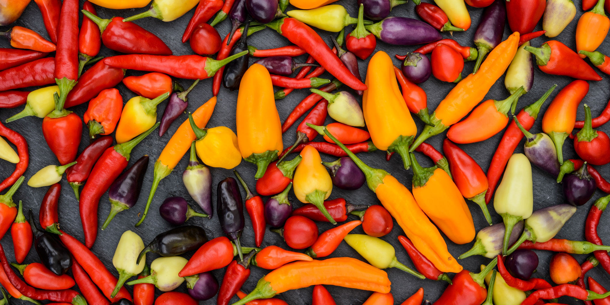 Range of different chillies from our trial