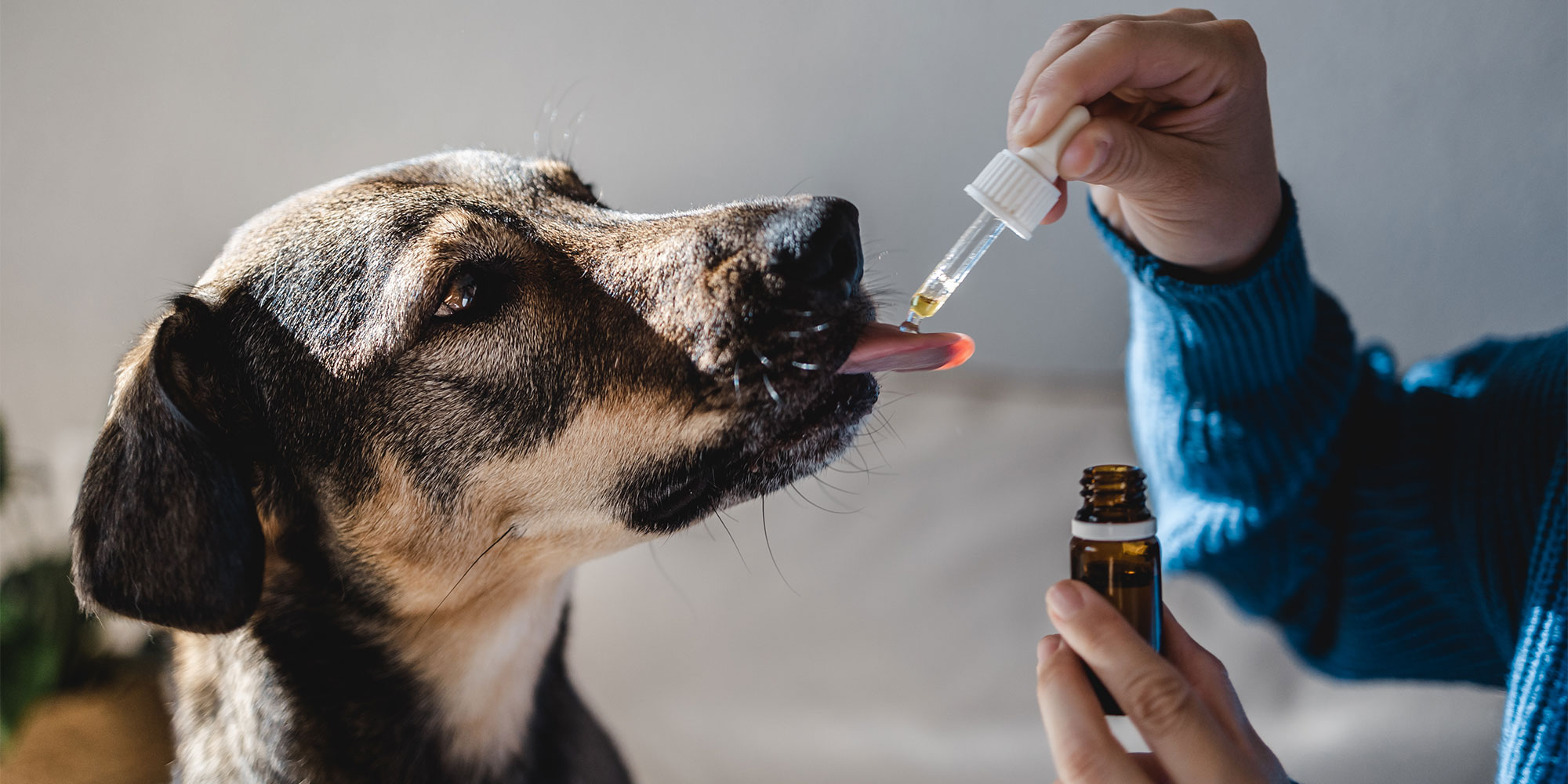 Pet owner giving their dog medication using a dropper