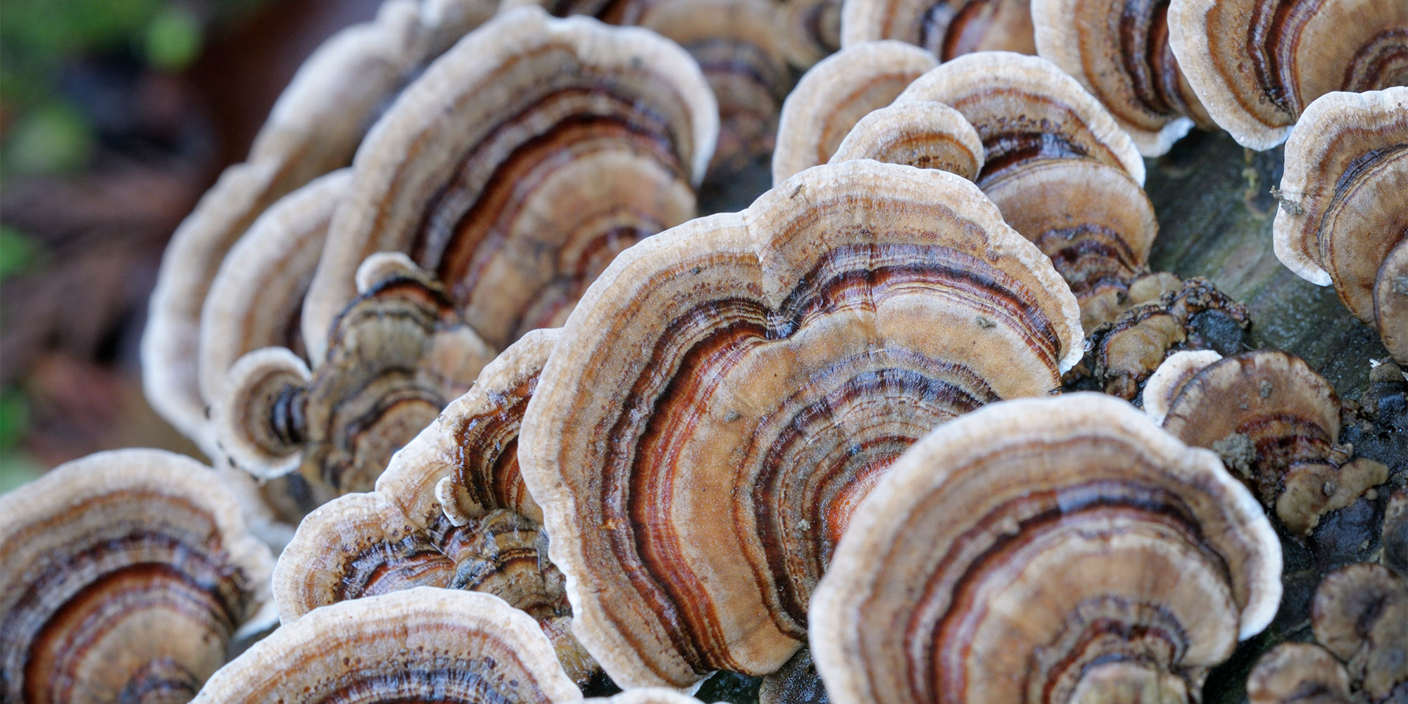 Turkey tail mushrooms