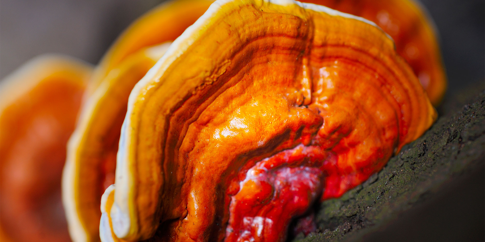 Reishi mushroom