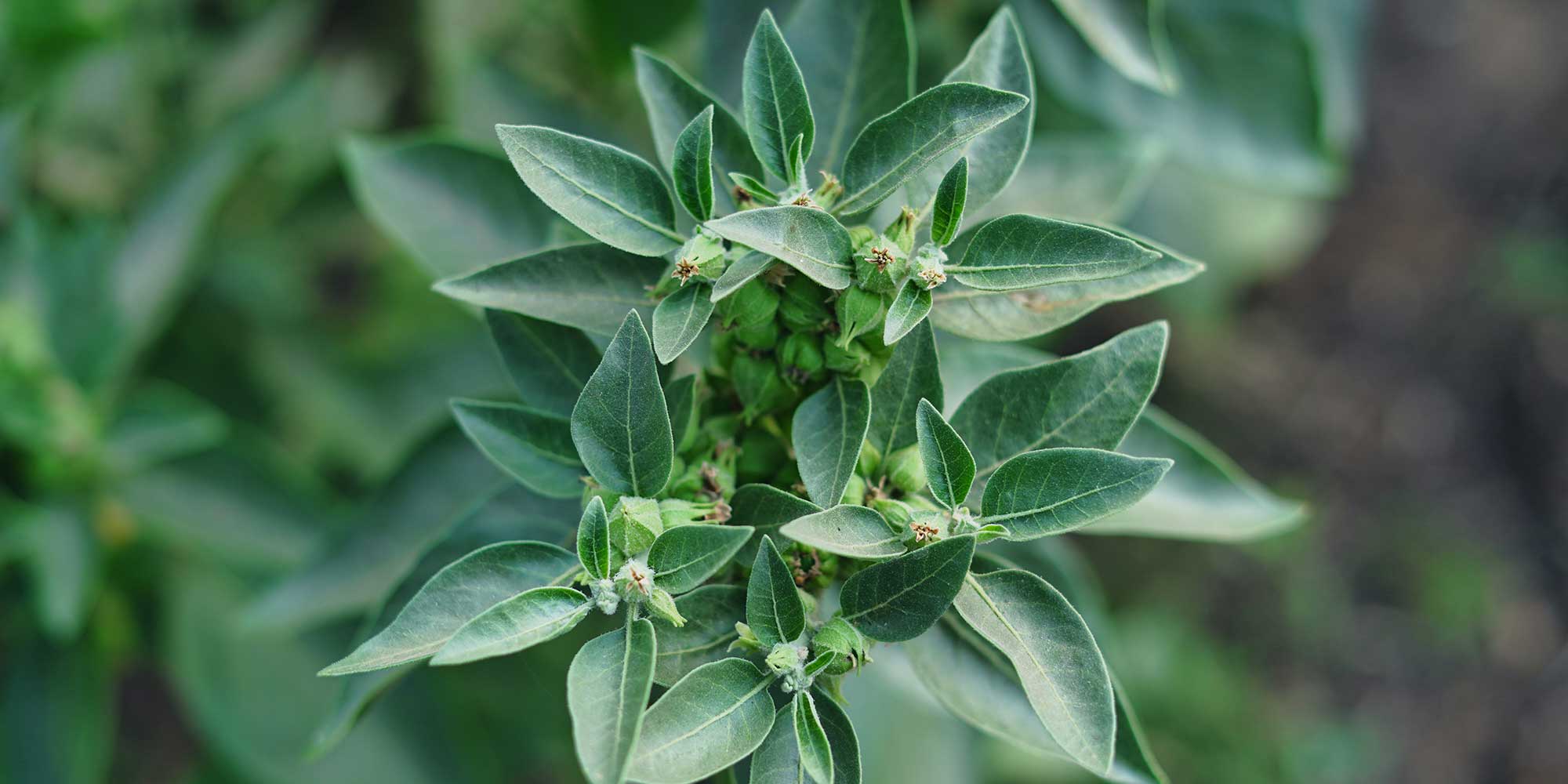 The ashwagandha, or Withania somnifera plant