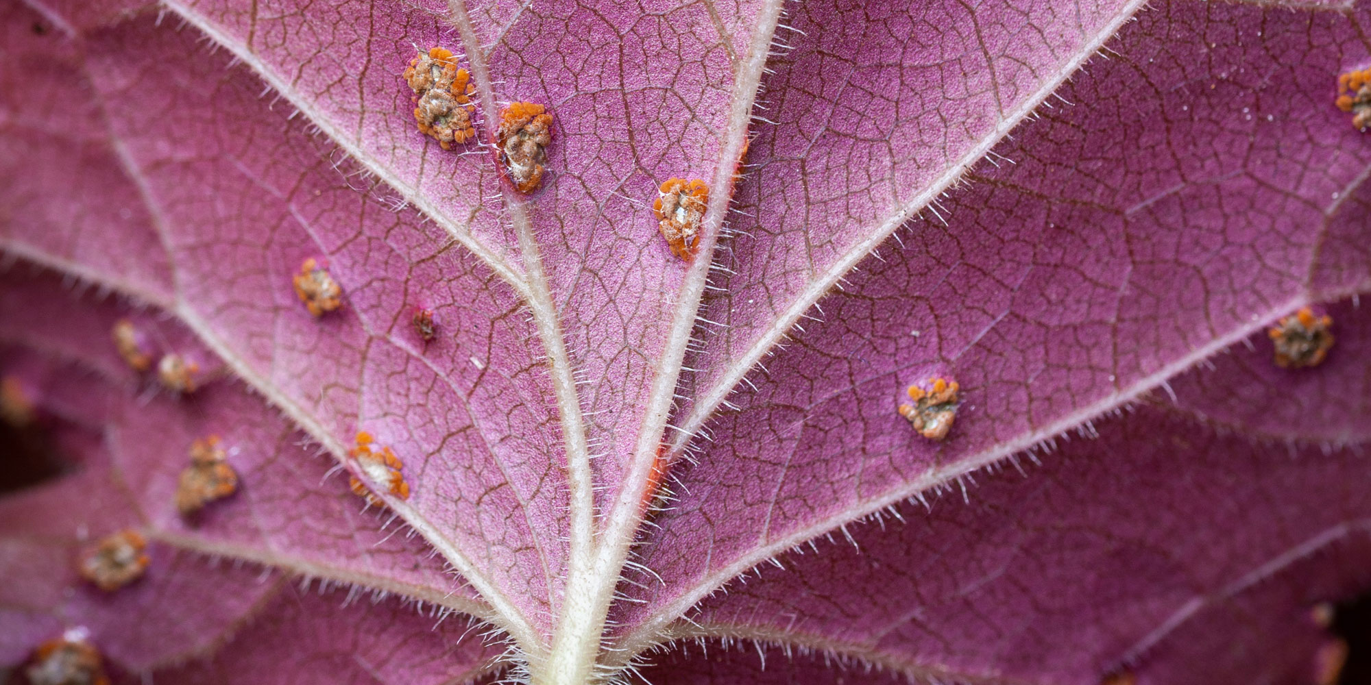 Heuchera rust