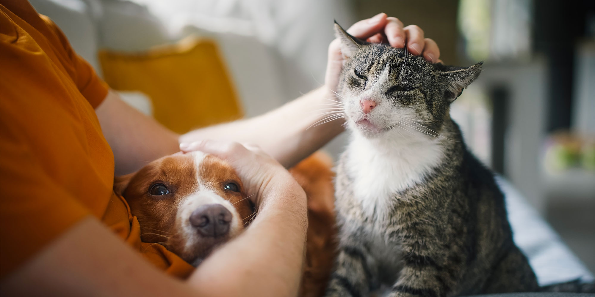 A woman cuddling a cat and a dog