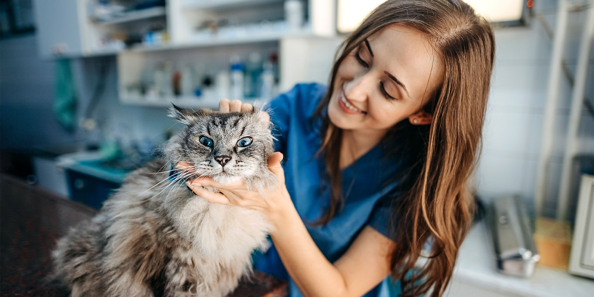 A nurse inspecting a cat's ears