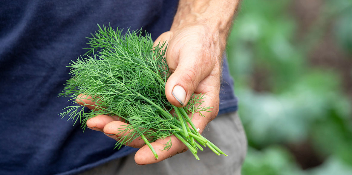 Herbs, dill, leaves