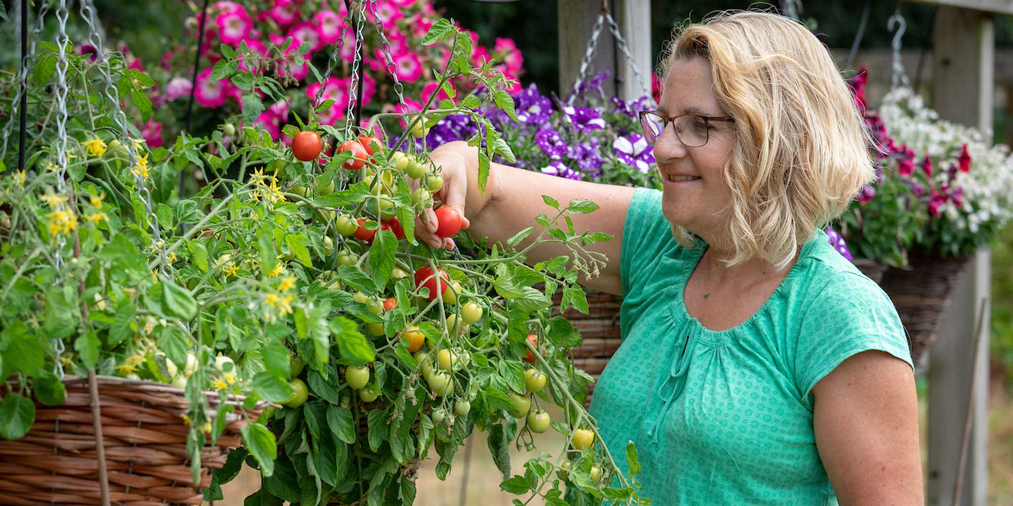 Picking tomatoes growing in hanging basket