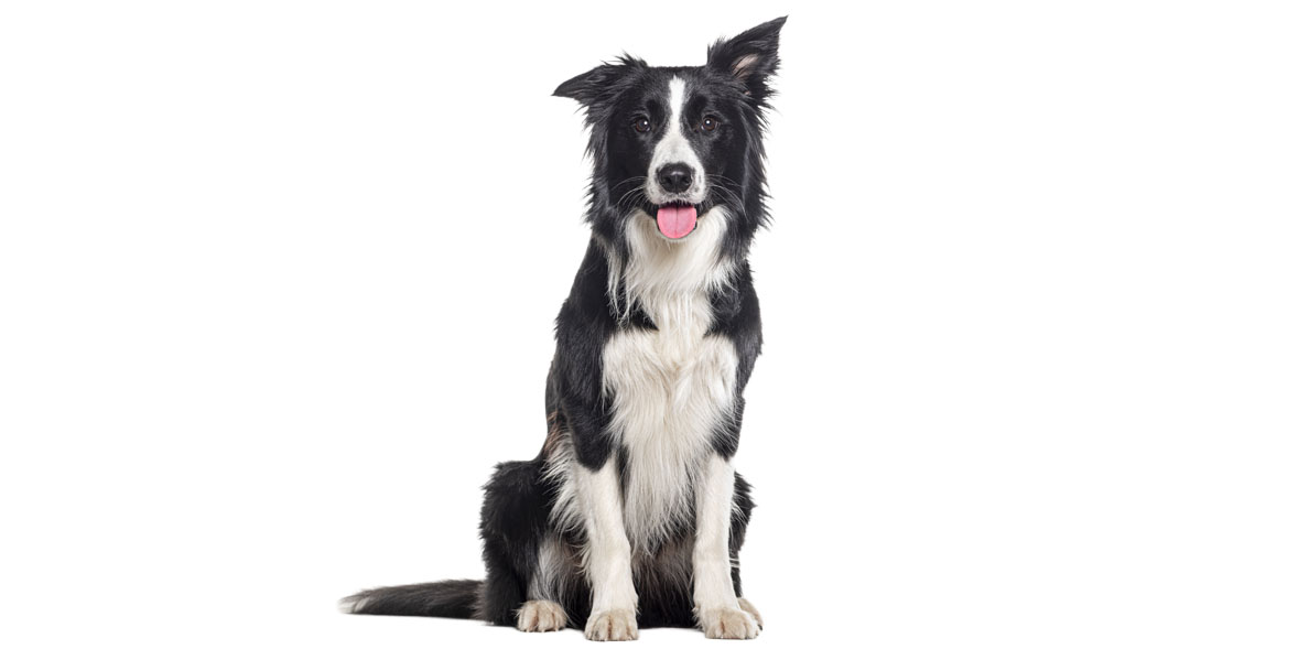 Young Black and white Panting Border collie sitting and looking at the camera, One year old, Isolated on grey