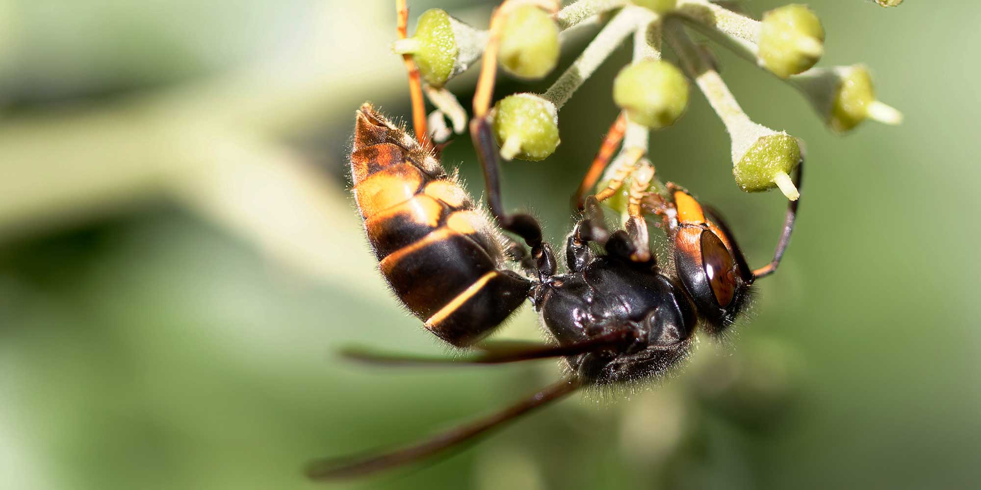 Asian Hornet