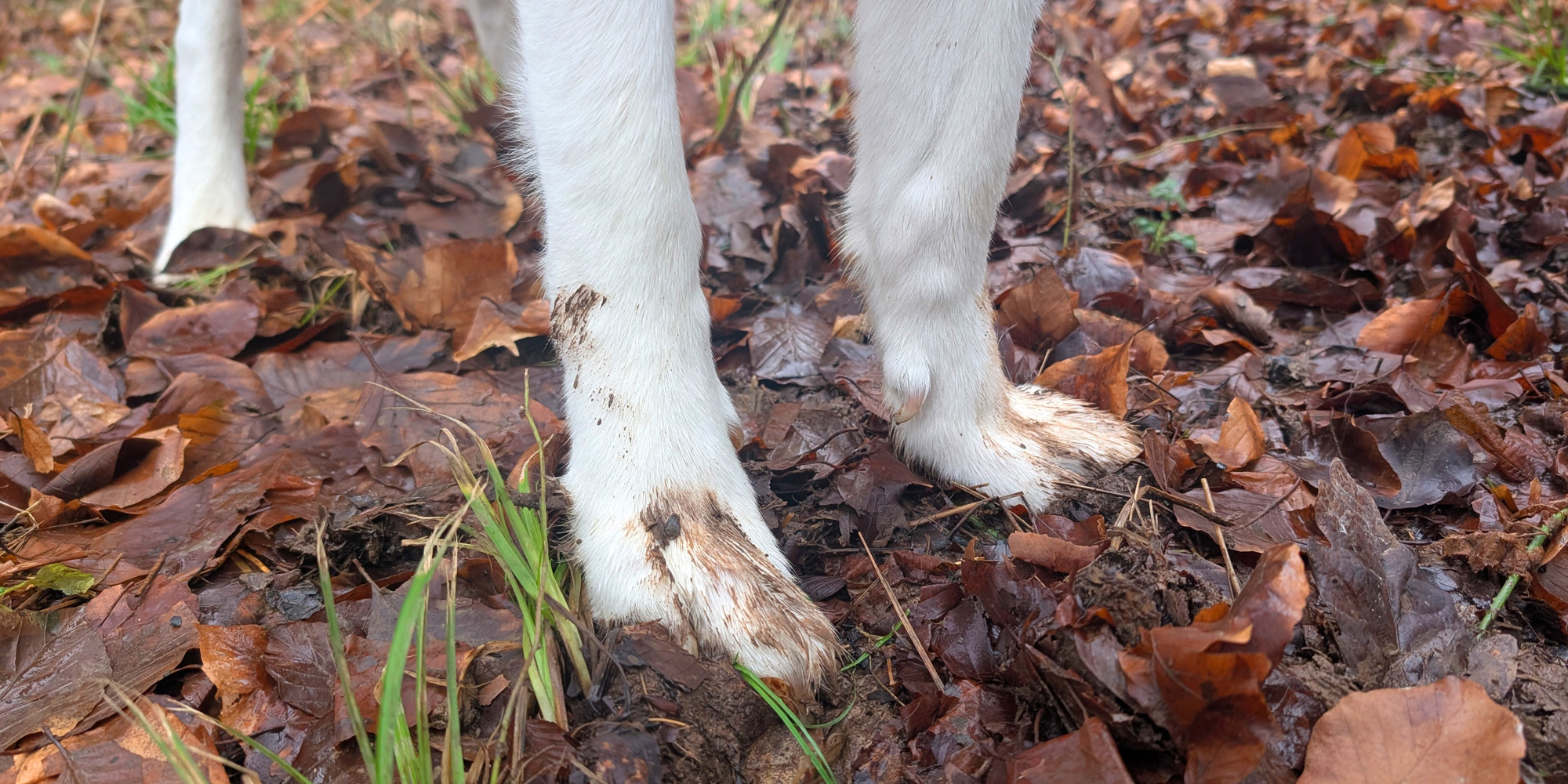 Dog with dirty feet