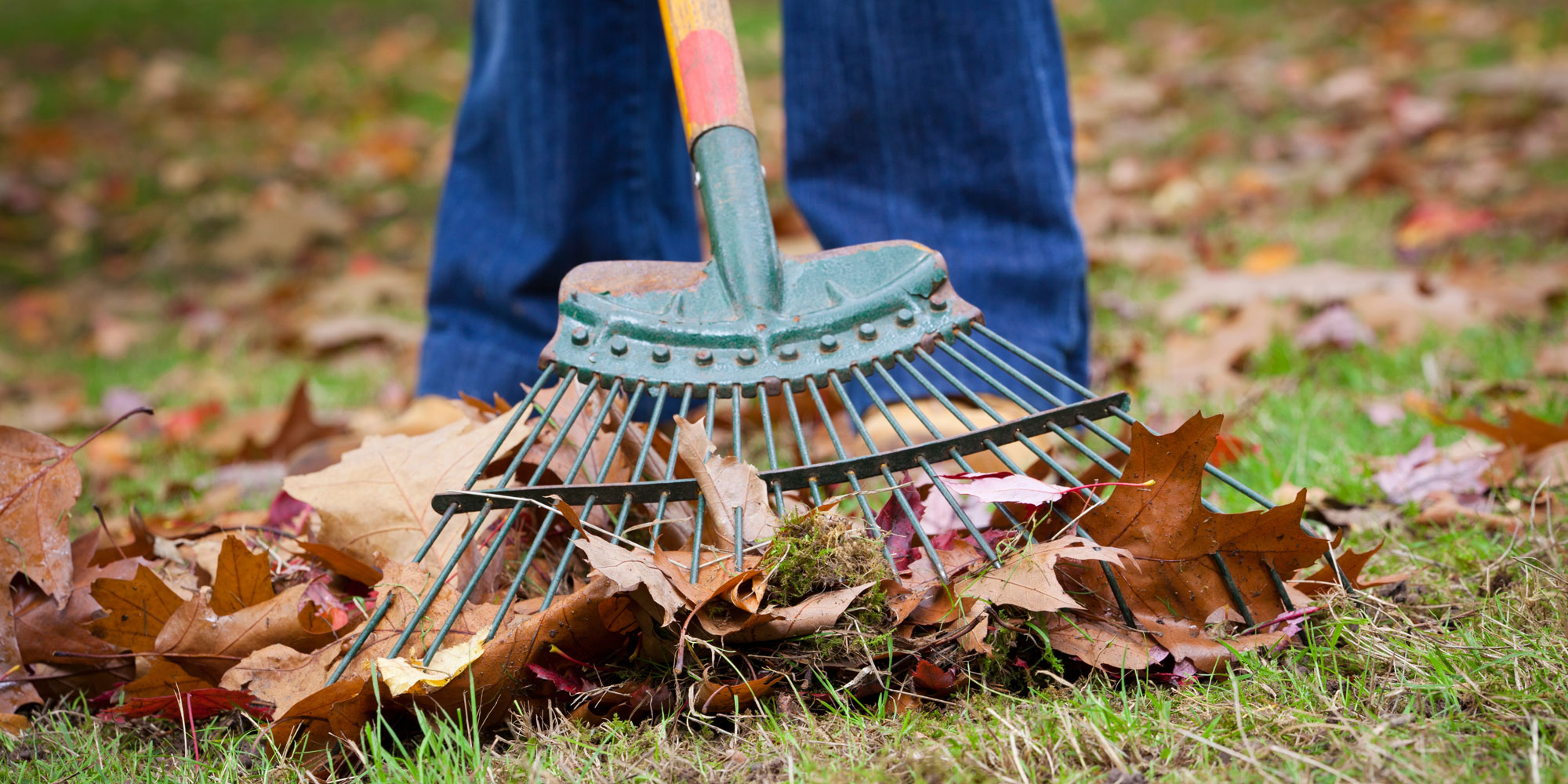 A person raking autumn leaves in their garden