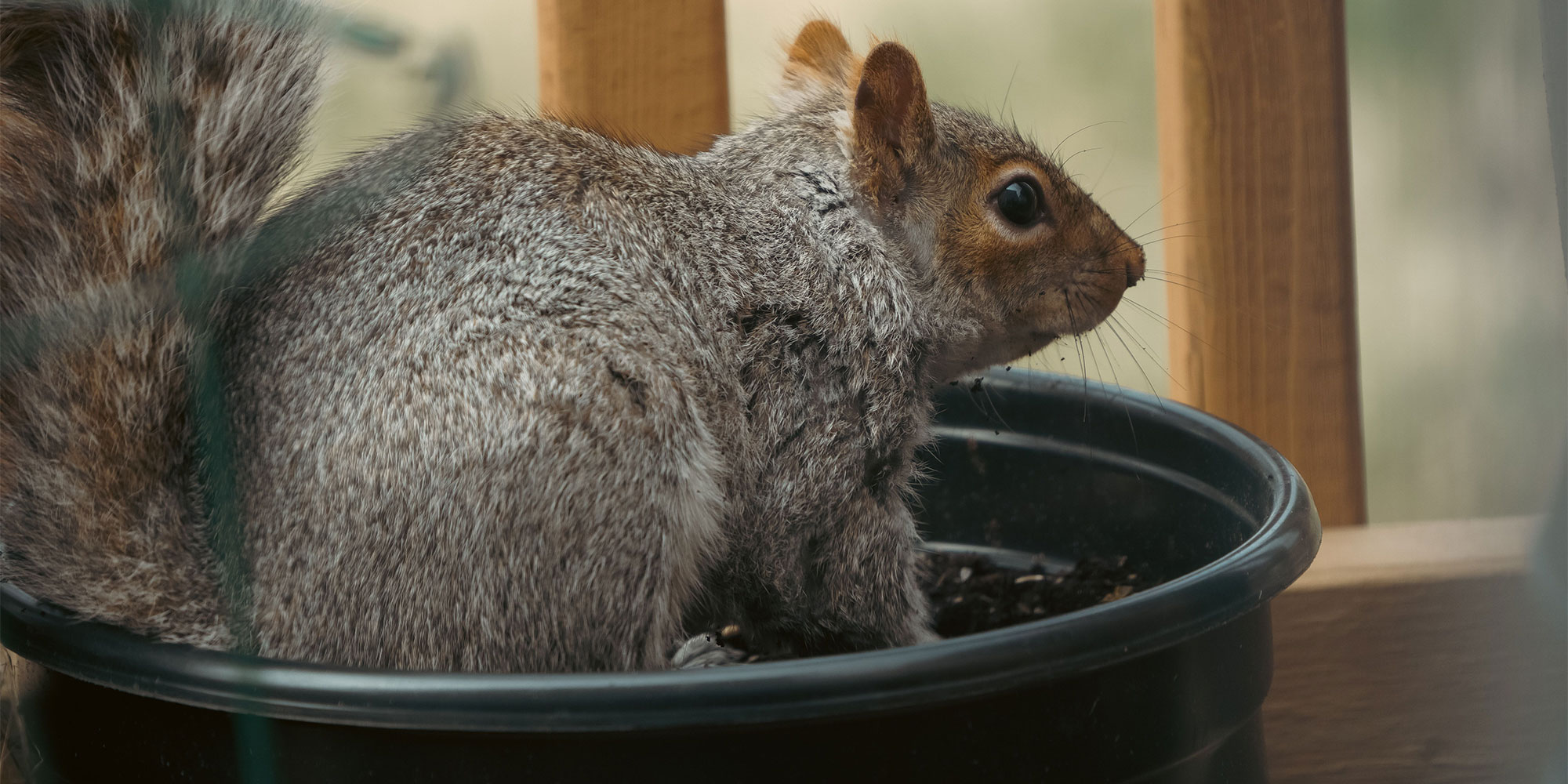 Grey squirrel in a pot