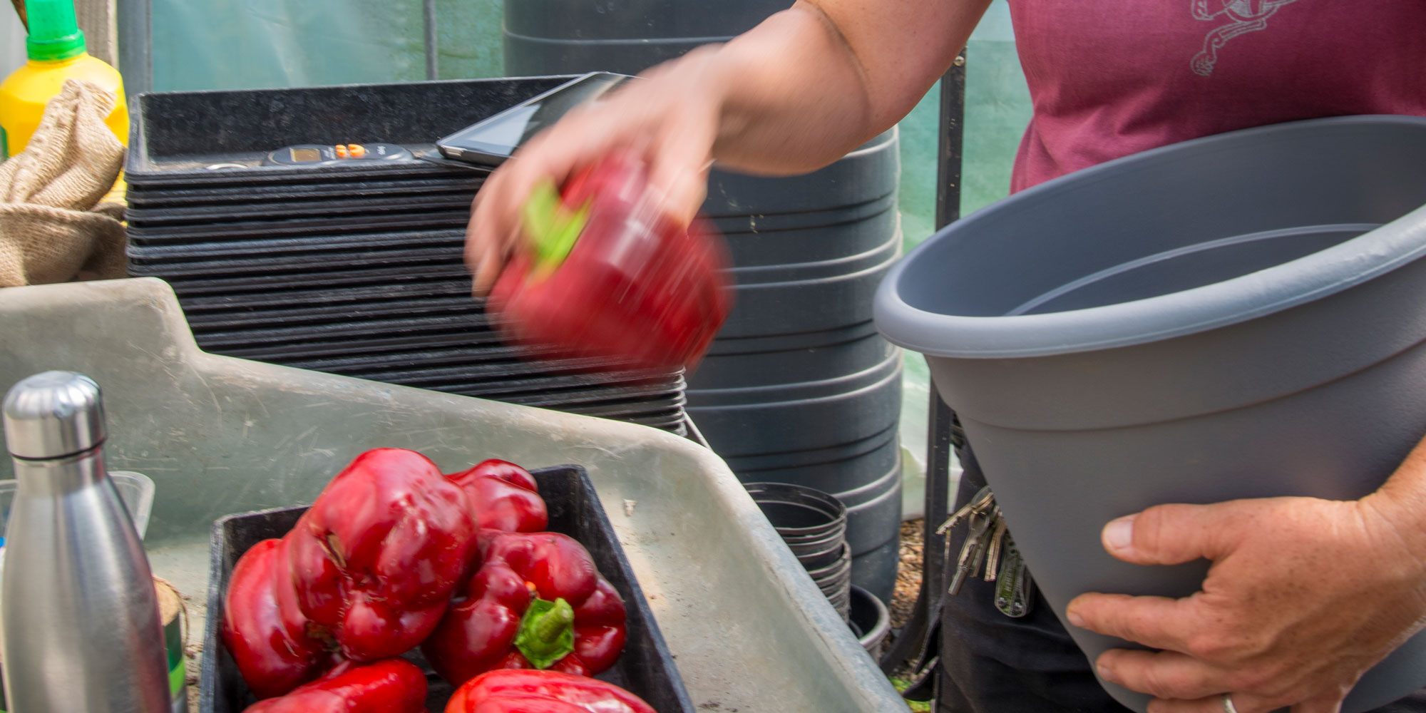 Counting our pepper harvest