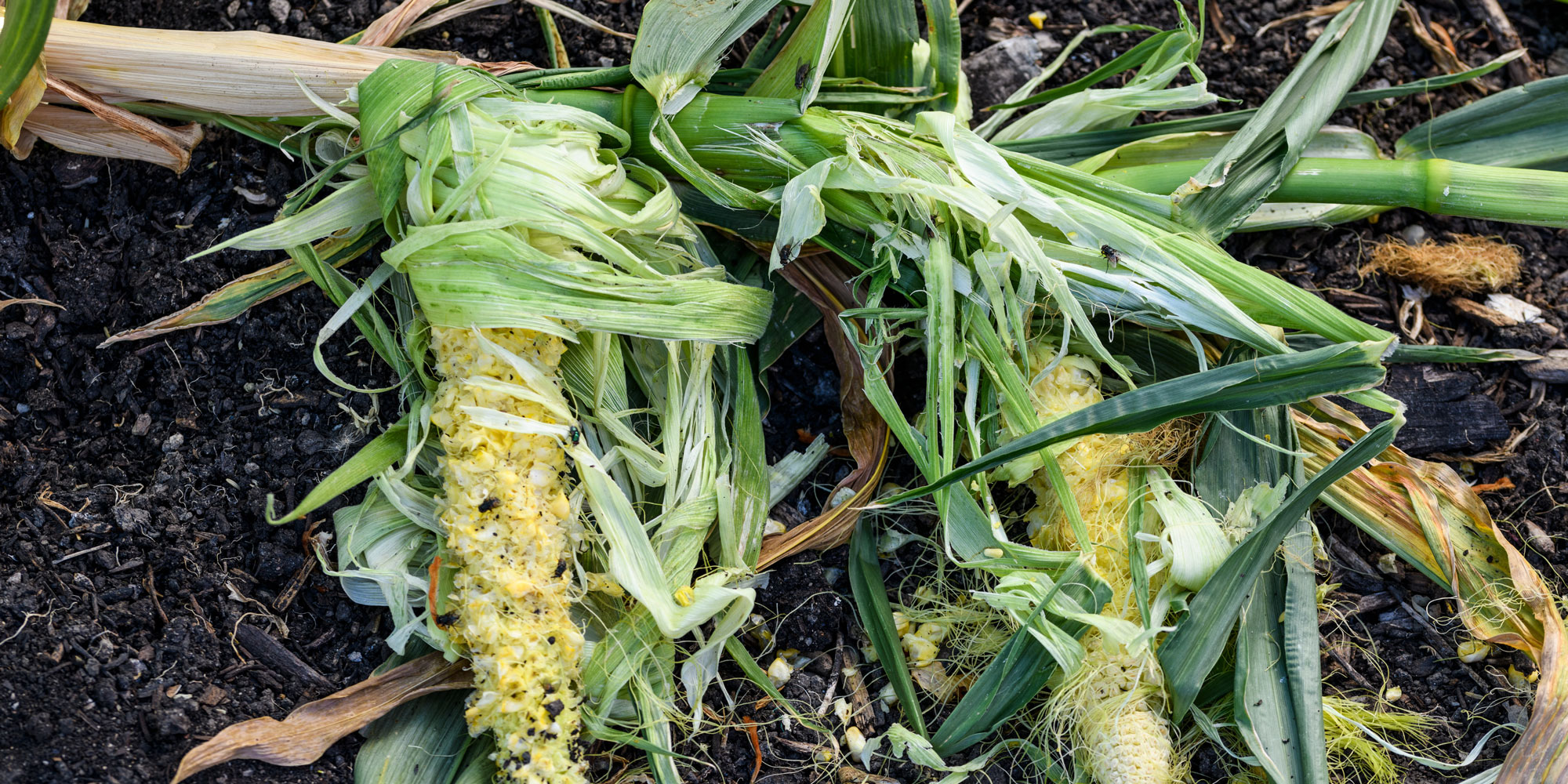 Badger damage on sweetcorn
