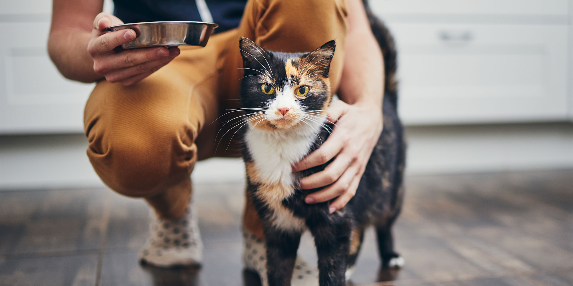 Person in brown pants and patterned socks holds a bowl while petting a calico cat.