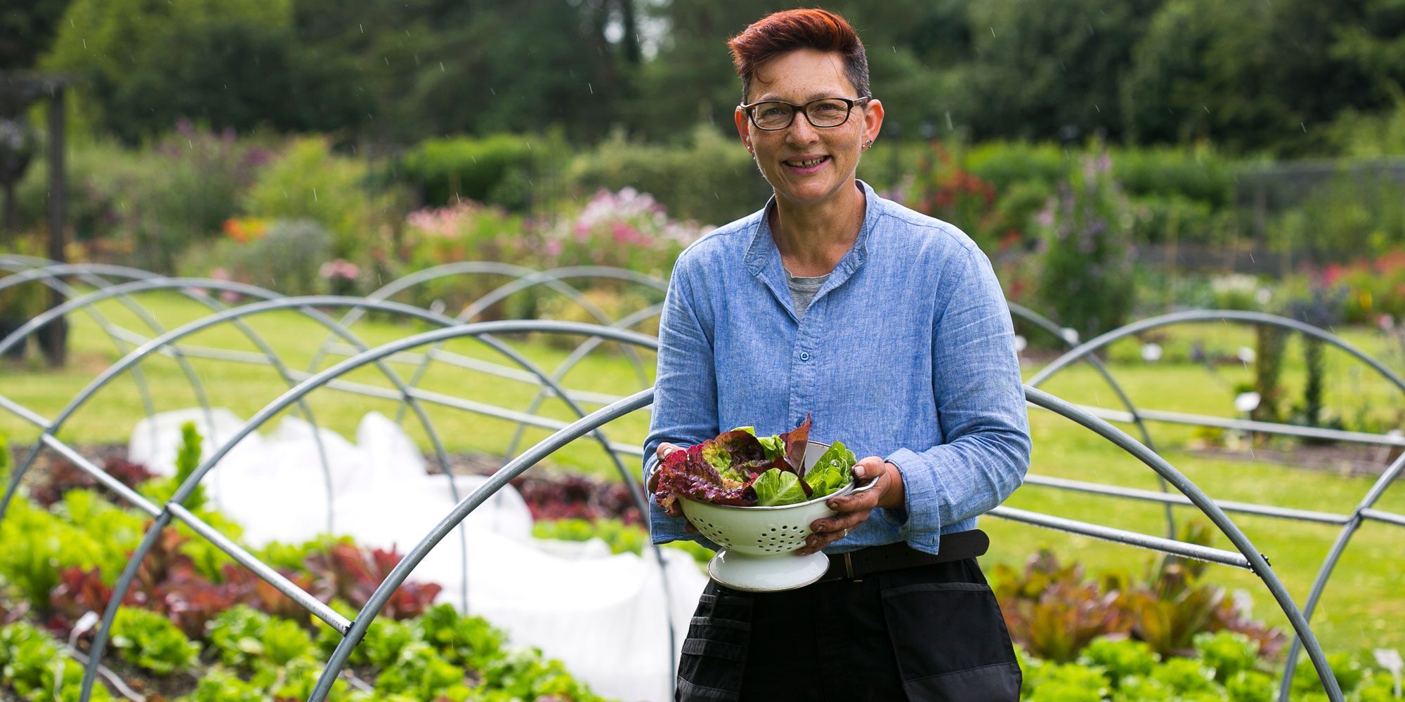 Harvesting the lettuce trial