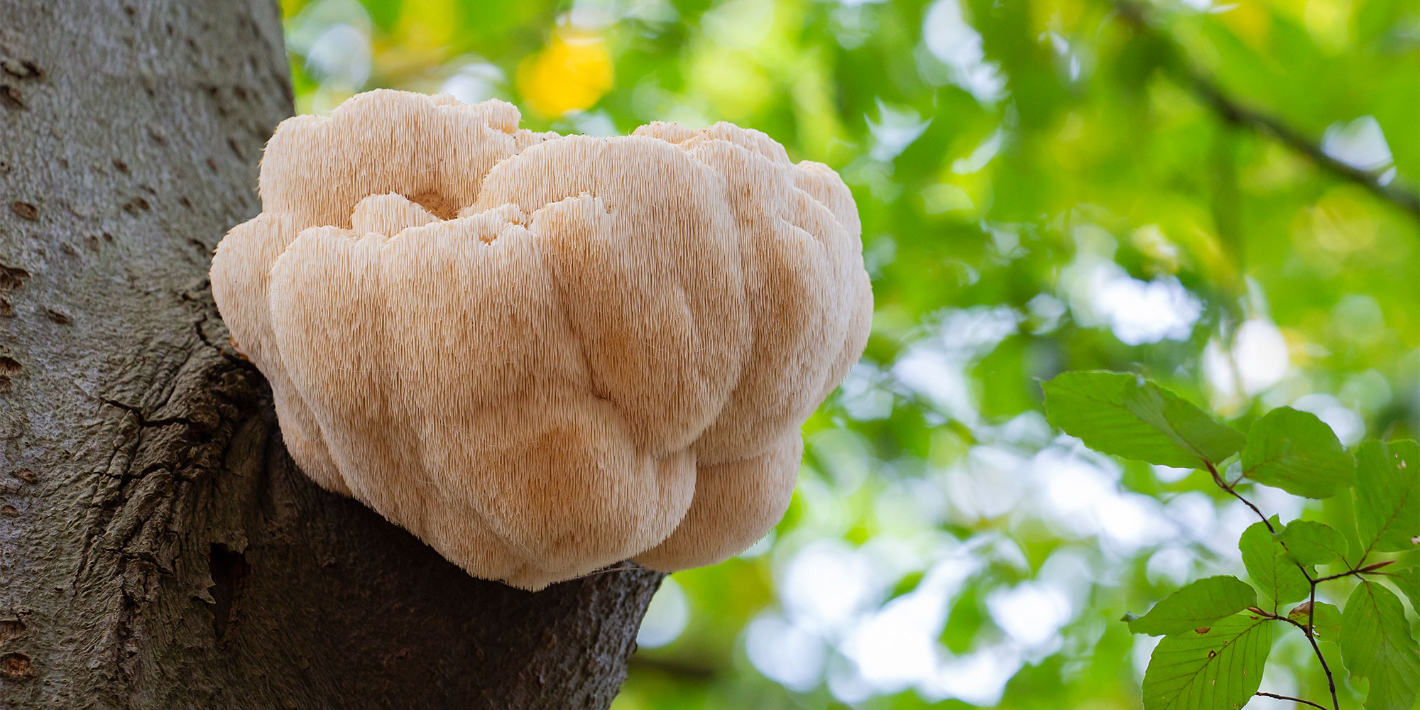 Lion's Mane mushroom