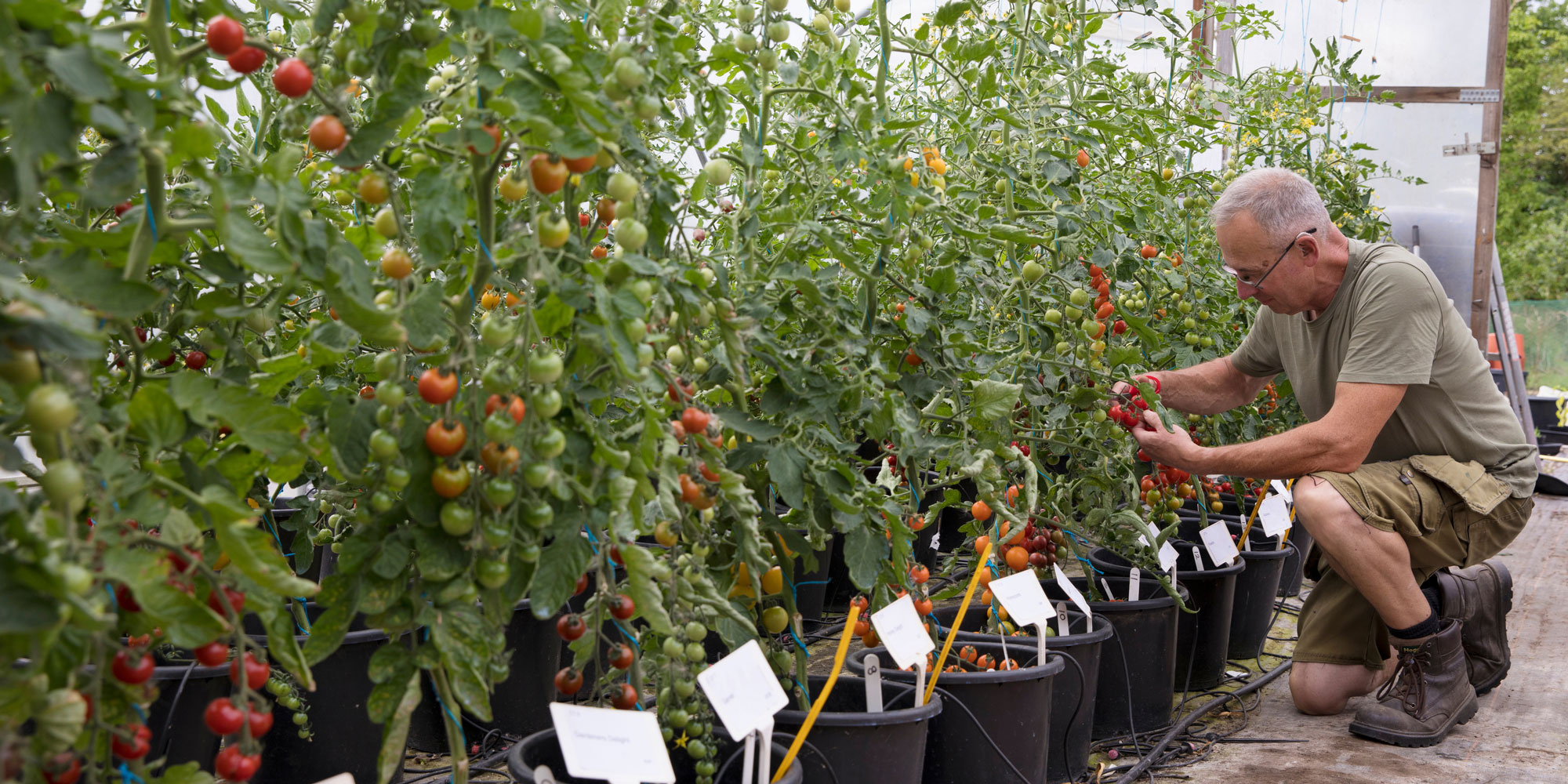 Checking plants in a tomato trial