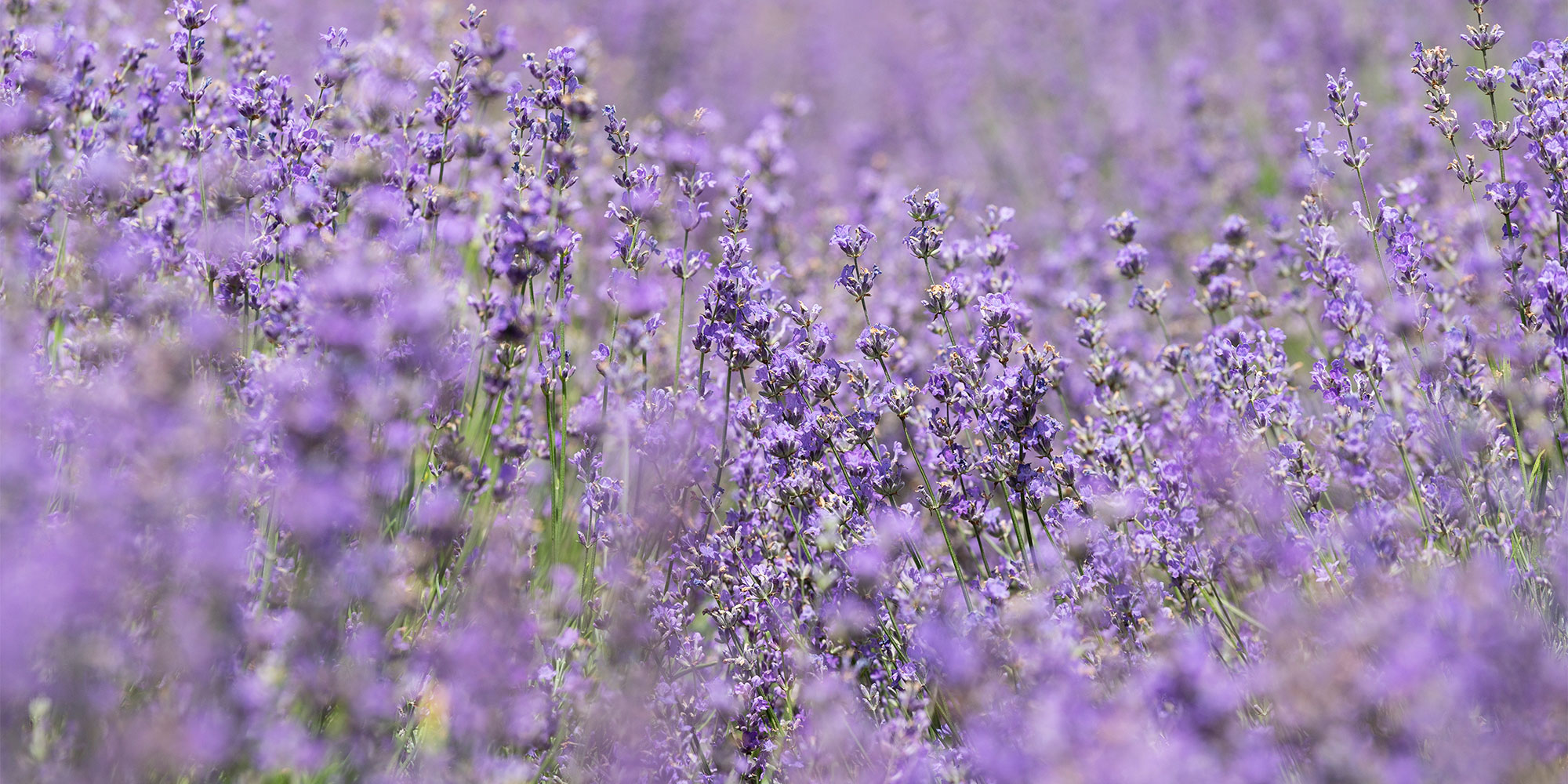 The lavender plant has long been used for relaxation