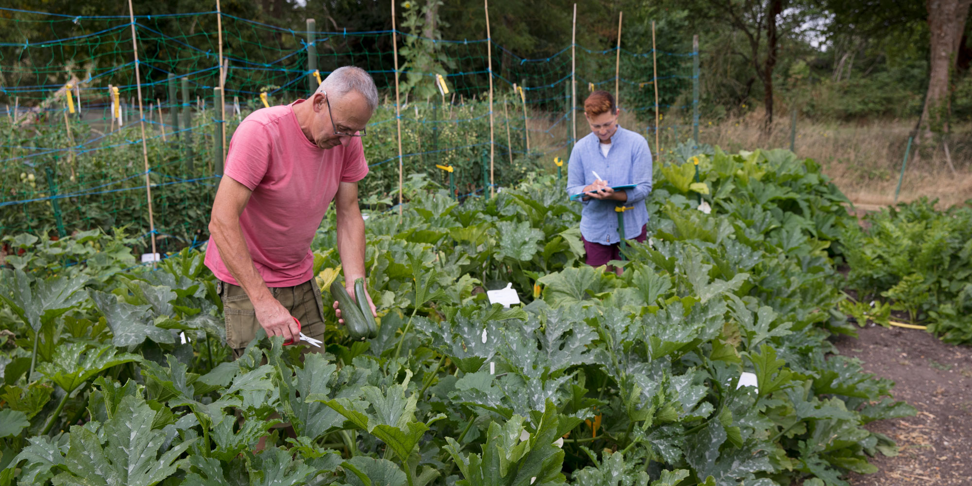 Assessing the courgettes in our trial