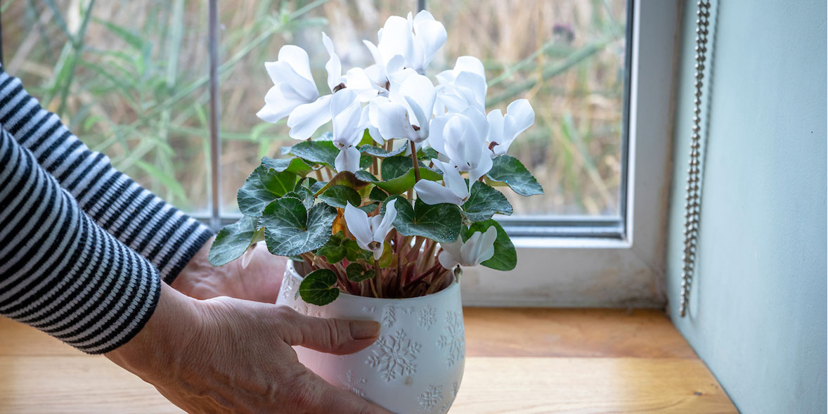 How to stop indoor cyclamen wilting Which?