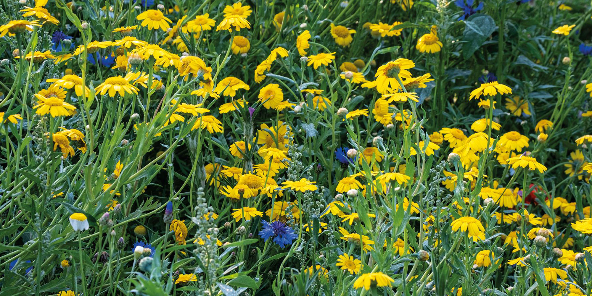 Special Annual Wild Flower Mixture Chiltern Seeds