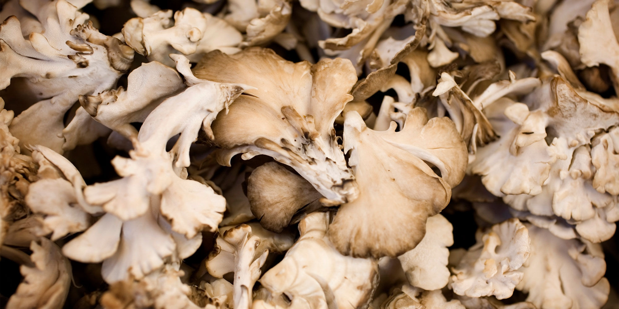 Maitake