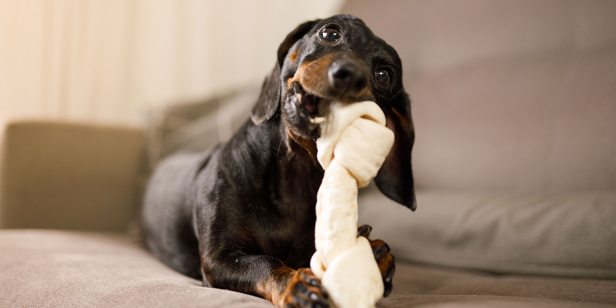A dog with a chew toy