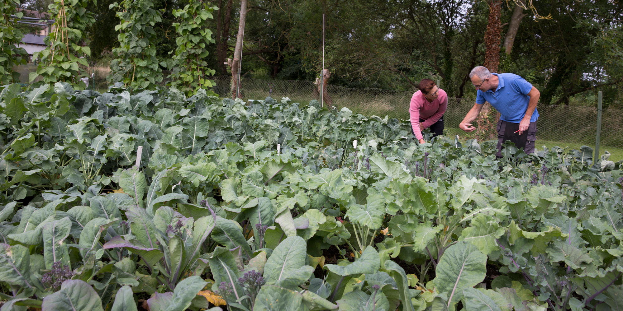 Assessing our sprouting broccoli trial