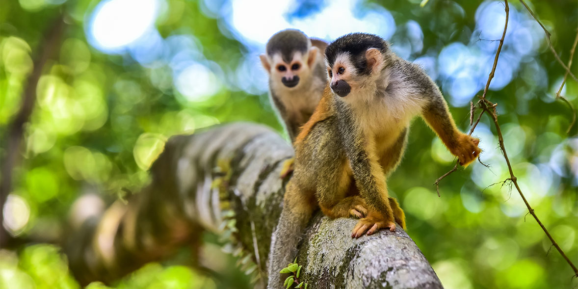 Monkeys in Manuel Antonio National Park