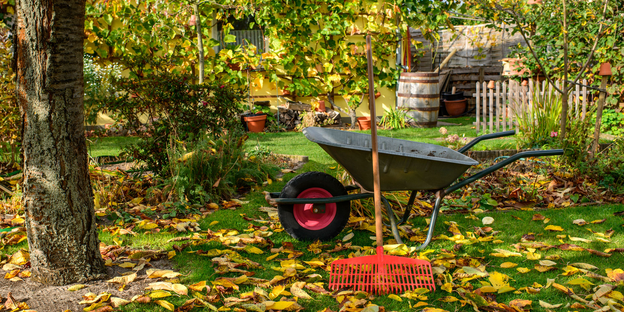 A wheelbarrow in a garden surrounded by fallen autumn leaves