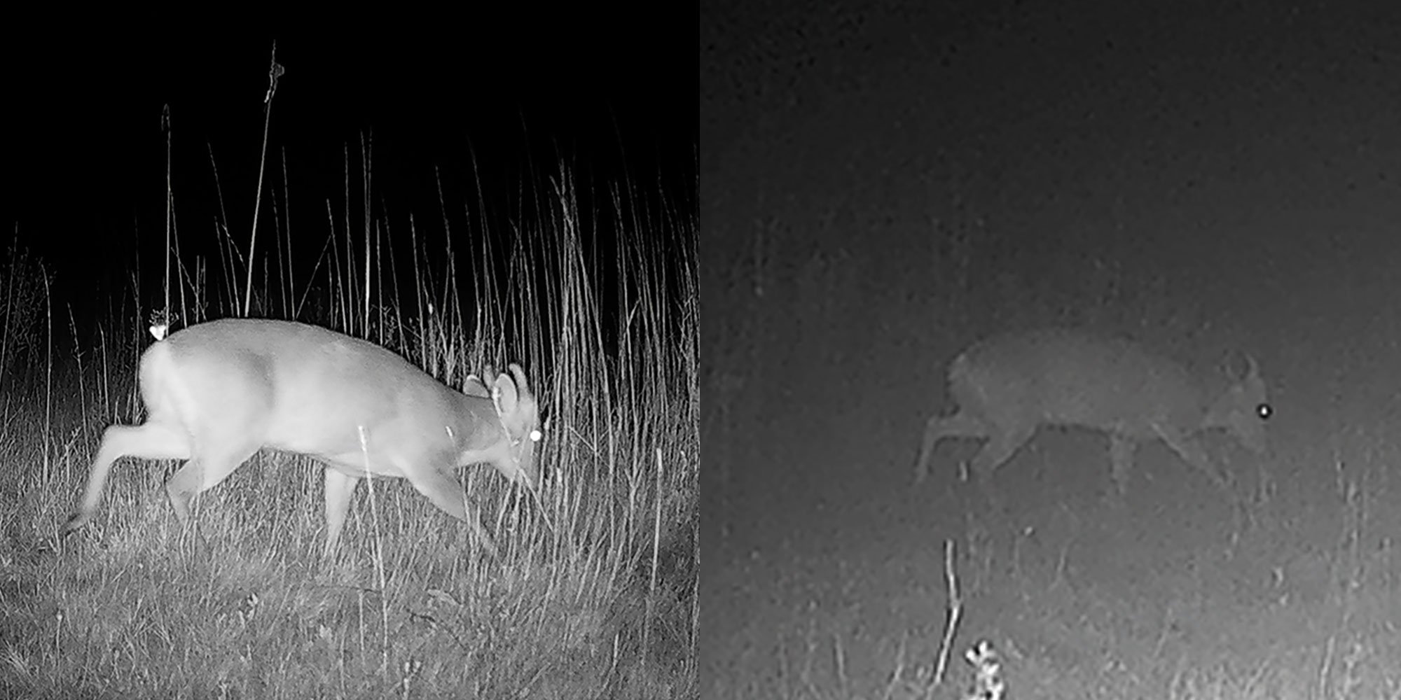 Good and bad quality im,ages