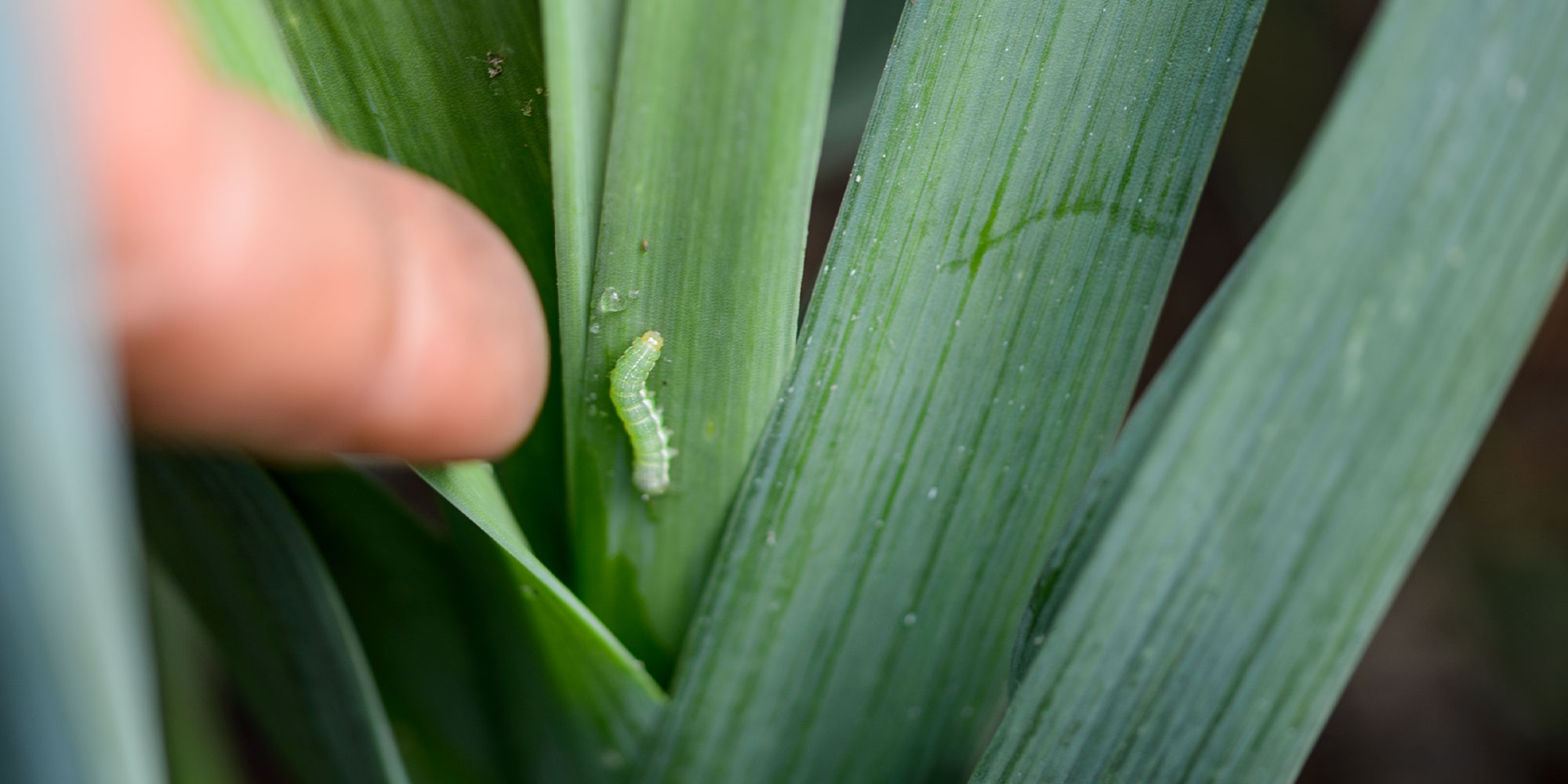 Leek moth