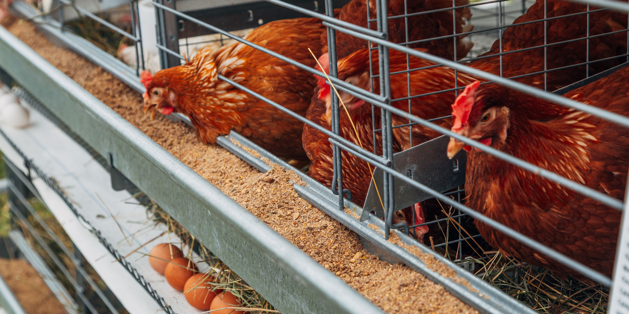 enriched cage for hens