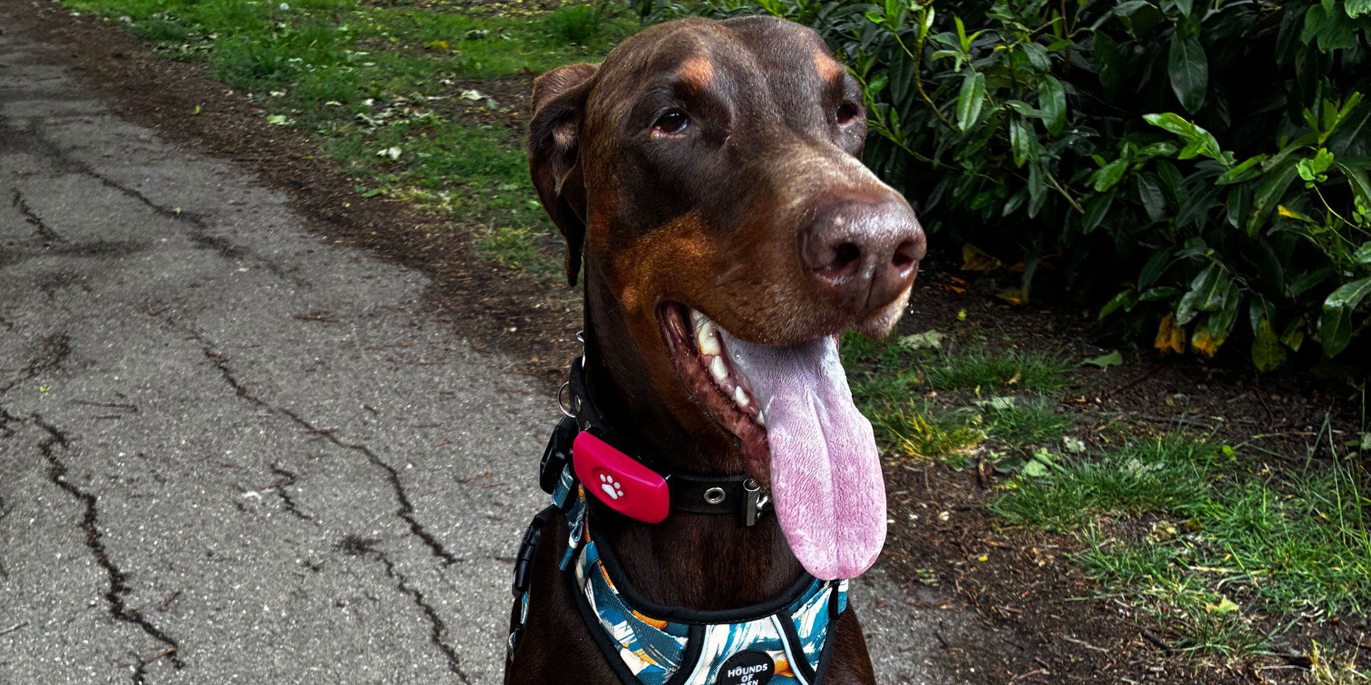 A doberman
