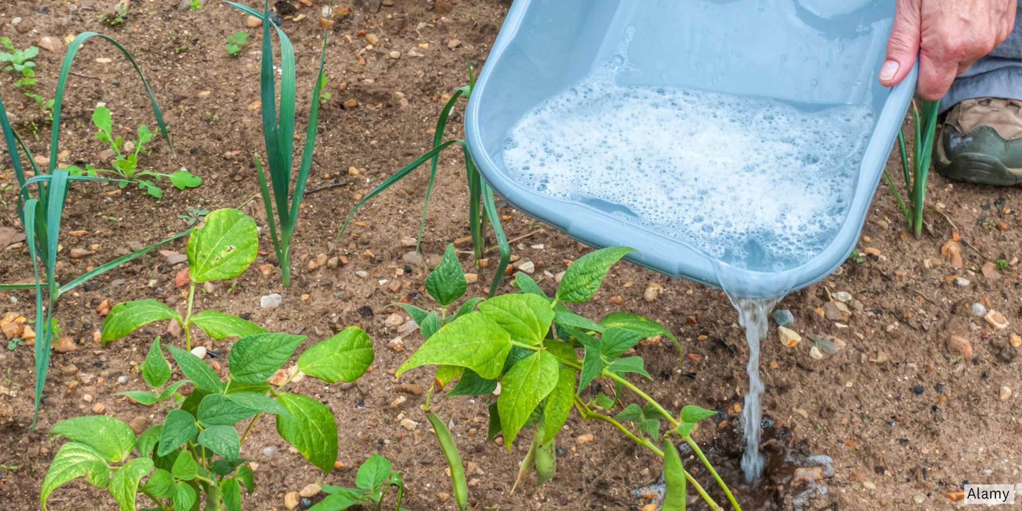 Using greywater in the garden