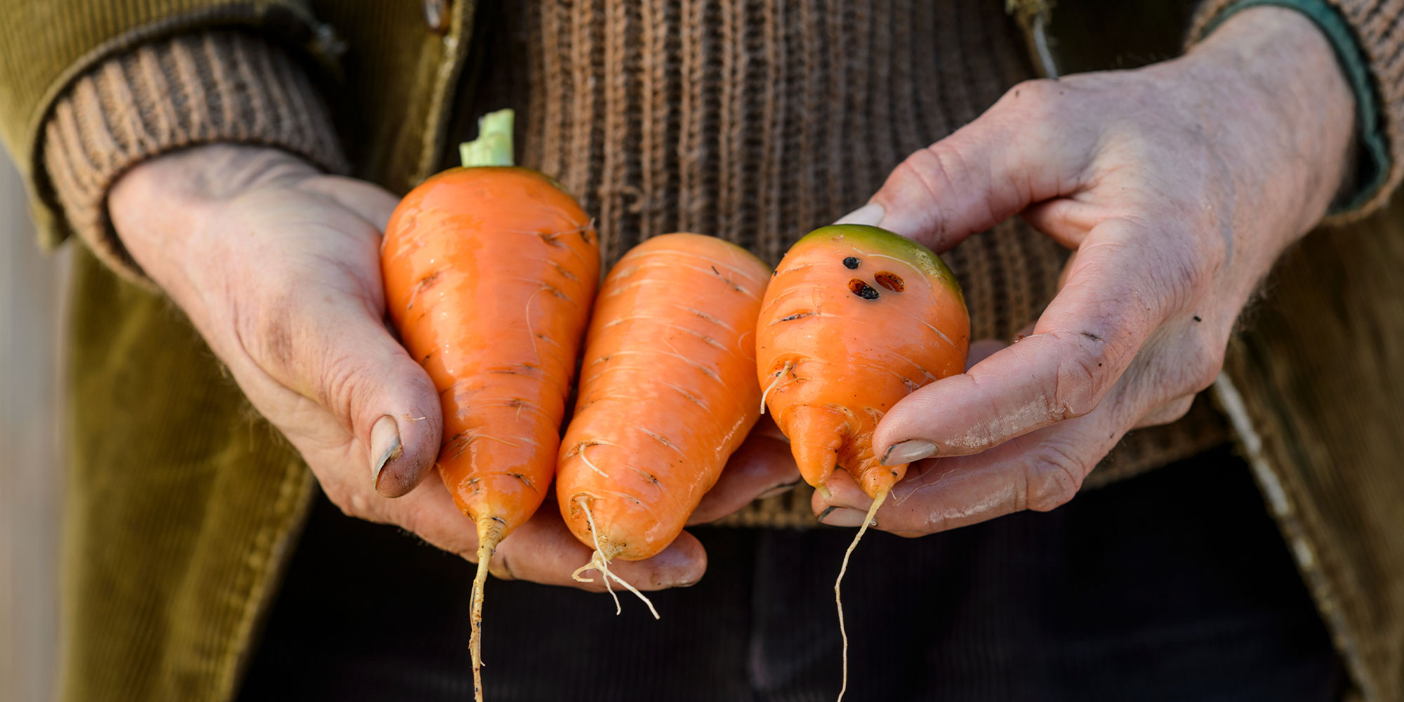 Slug damage on carrots