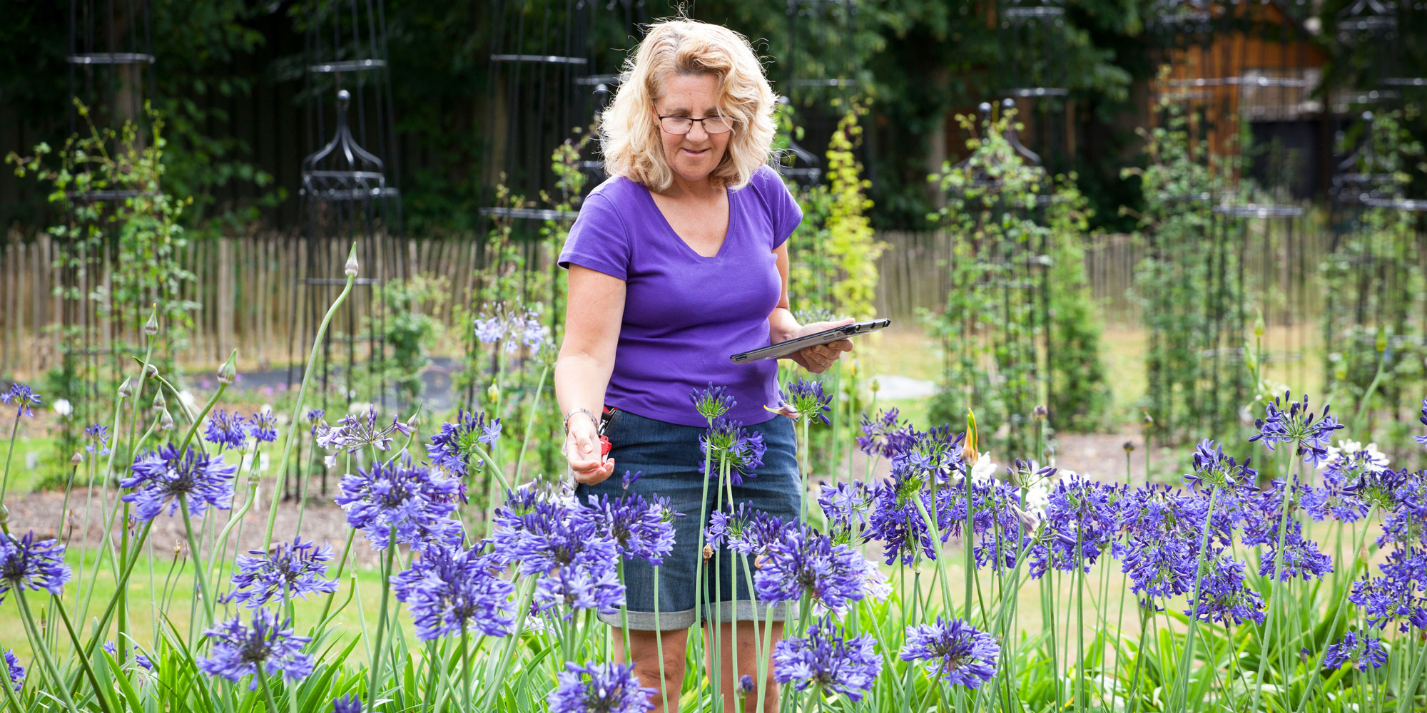 Trialling agapanthus