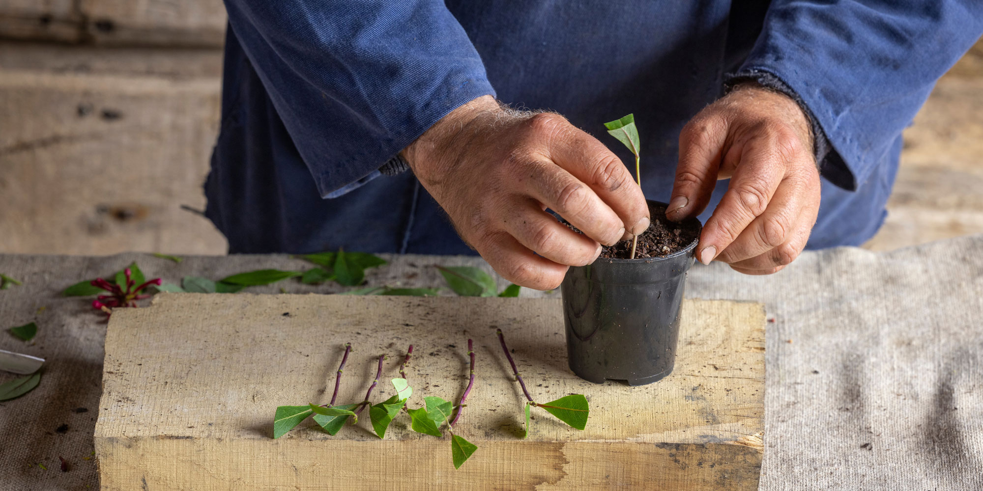 Taking honeysuckle cuttings