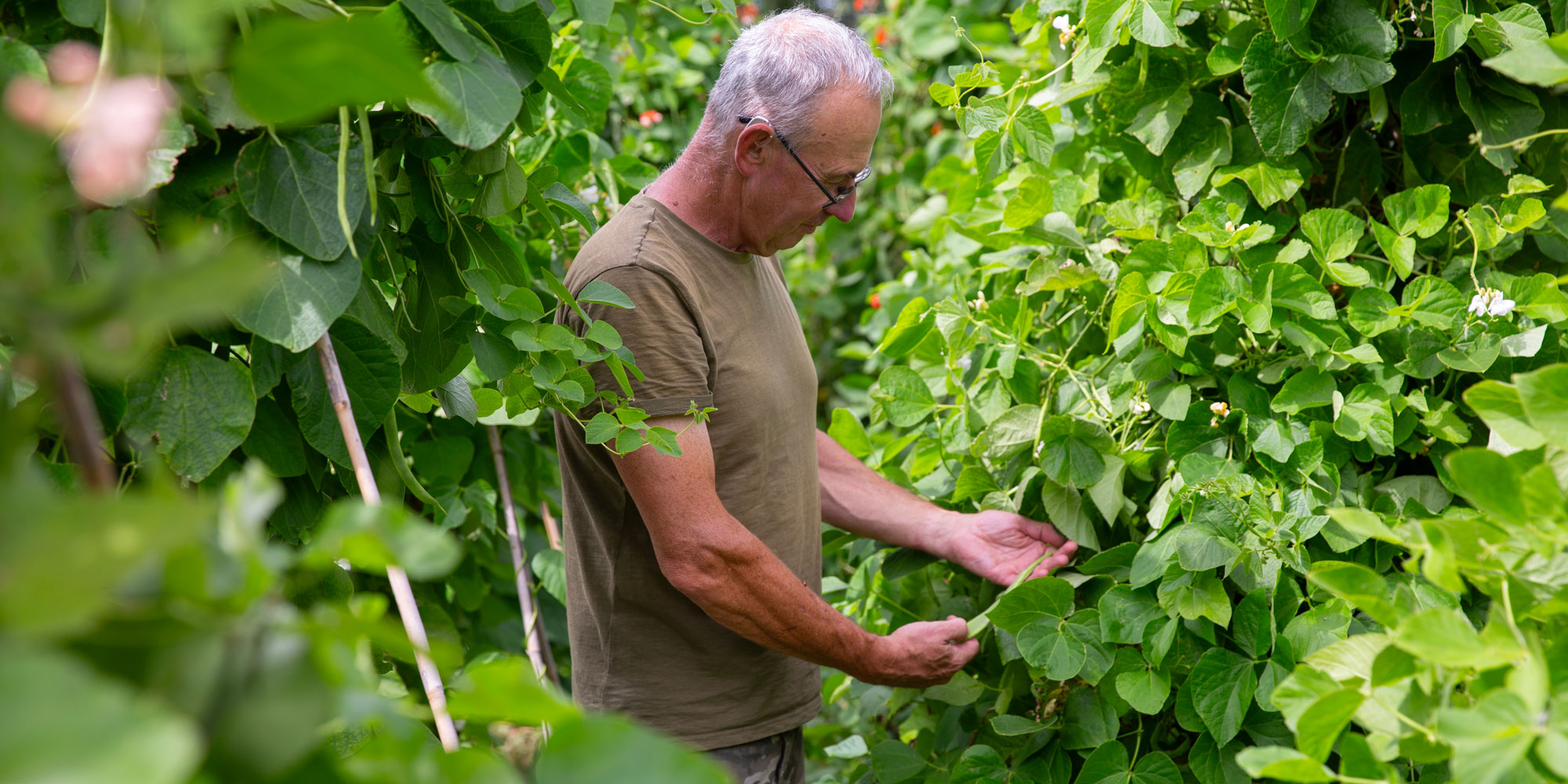 Assessing runner beans
