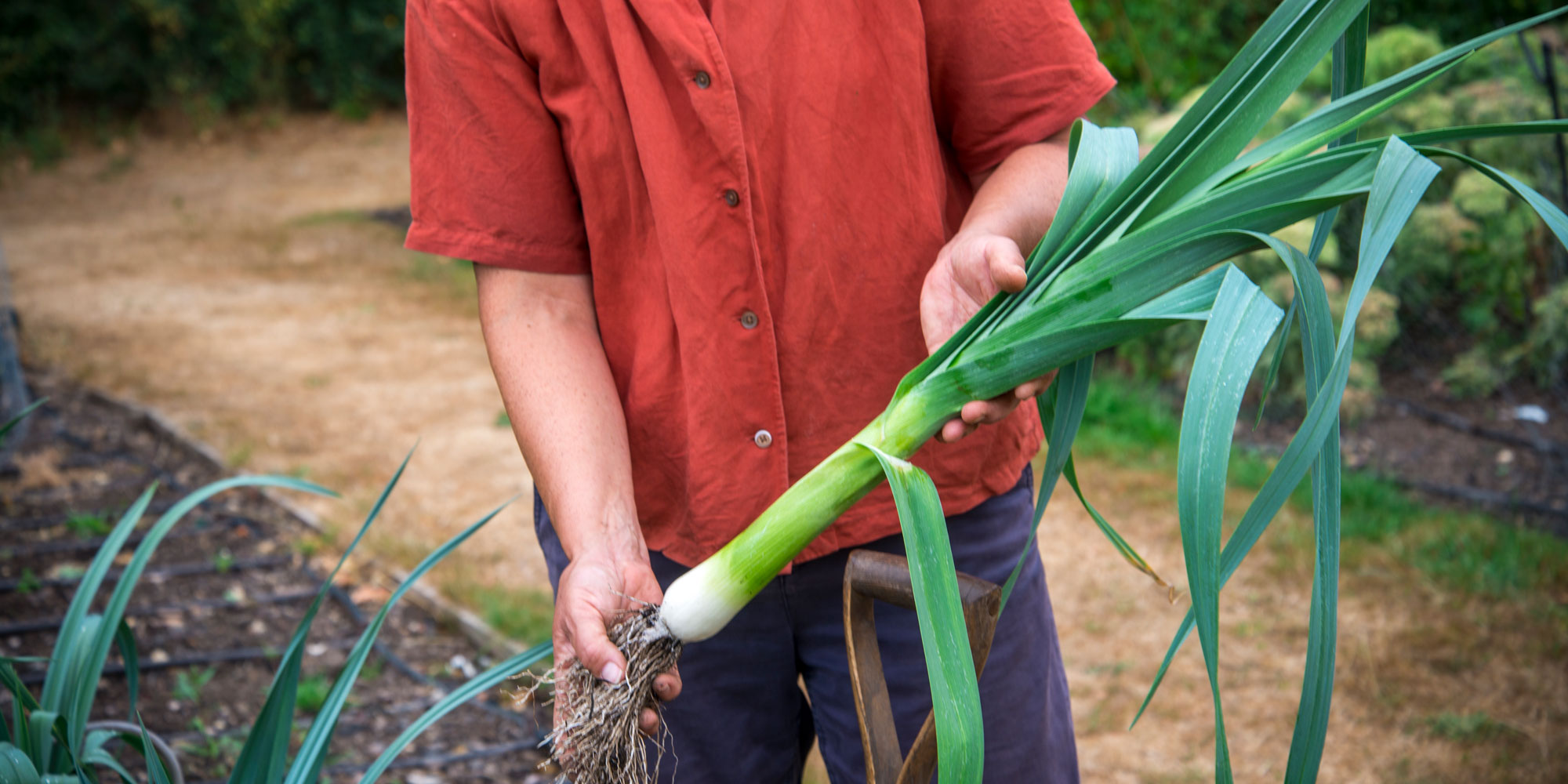 Harvesting leeks
