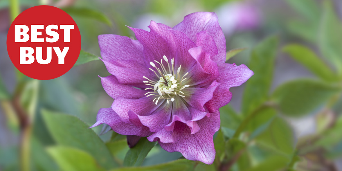 How to grow hellebores and the best varieties Which?