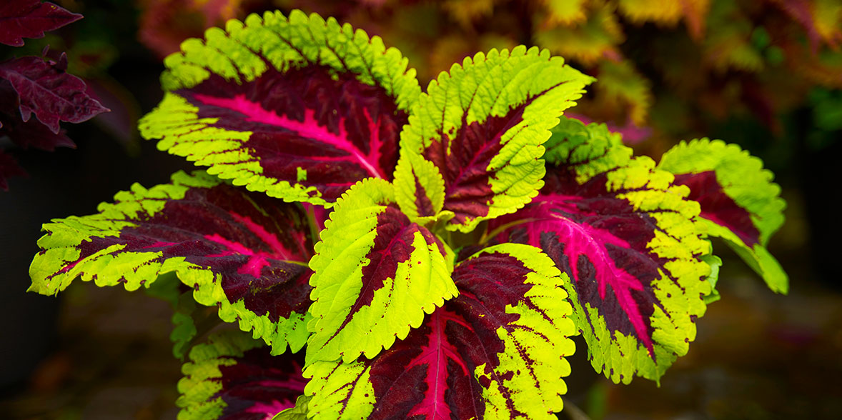 How to grow coleus and best varieties Which?