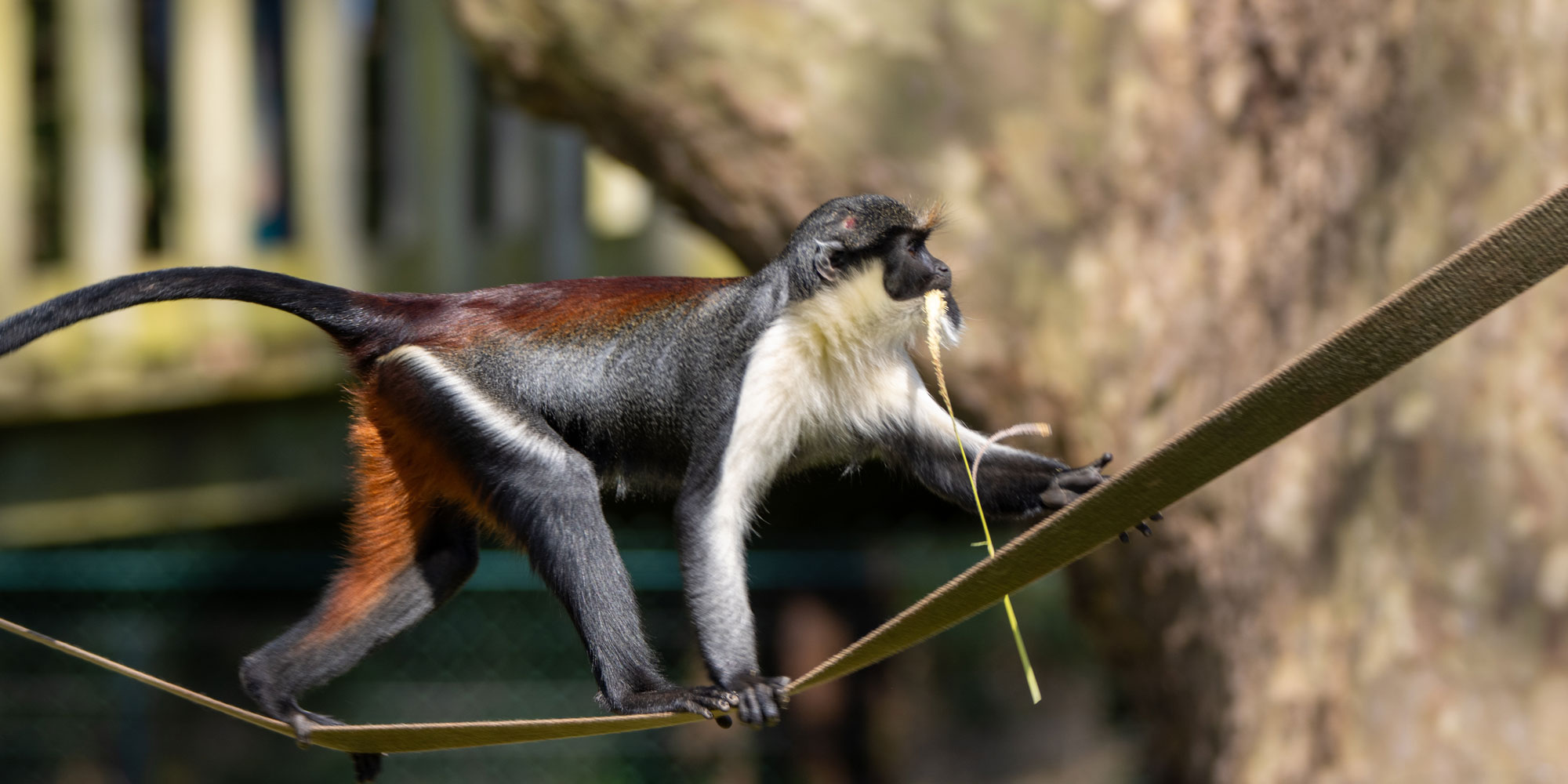 Monkey at Paignton Zoo